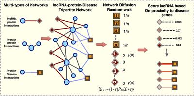 Network Diffusion Approach to Predict LncRNA Disease Associations Using Multi-Type Biological Networks: LION